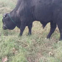 دوراس گوساله نر استثنایی سیمینتال و دورگ چالوسی|حیوانات مزرعه|کوچصفهان, |دیوار