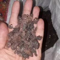 کشمش گوشتی افتاب خشک کاشمر درجه۱