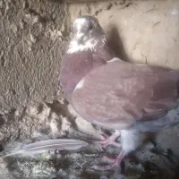 کبوتر|پرنده|کرباسک, |دیوار