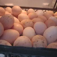 تخم مرغ نطفه دار دورگه محلی