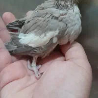جوجه عروس|پرنده|قم, نیروگاه|دیوار