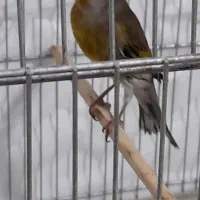 سیره قناری|پرنده|محمدشهر, محمدشهر|دیوار