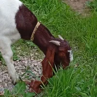 تیشتر گلابی درجه یک