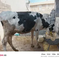 فروش گاو با گوساله نر چهارماهه|حیوانات مزرعه|چرام, |دیوار