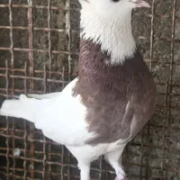 کبوتر طوقی جوان و سالم