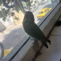 طوطی برزیلی