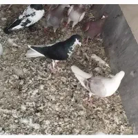 دسته 50تایی کبوتر درجه یک|پرنده|مرودشت, فاز دوم شهرک فرهنگیان|دیوار