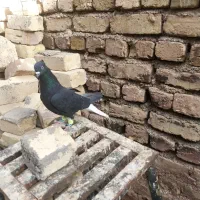 کبوتر رنگی و هفترنگ|پرنده|تاکستان, |دیوار