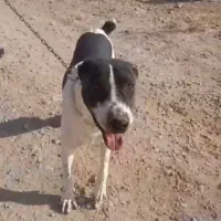 سگ گله|سگ|مشهد, توس فردوسی|دیوار