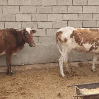 گاو ماده دورگه