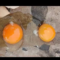 تخم مرغ محلی و رسمی تازه‌و درشت|خوردنی و آشامیدنی|همدان, |دیوار