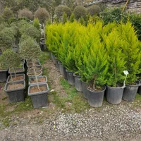 باغبانی و درختکاری (سم پاشی )|خدمات باغبانی و درختکاری|تهران, ونک|دیوار