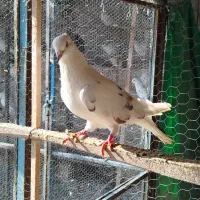 کبوتر پرشی|پرنده|بندر ترکمن, |دیوار