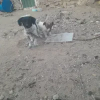 واگذاری پاکوتاه رایگان|سگ|خرمدره, |دیوار