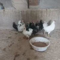 گلین|حیوانات مزرعه|جوادآباد, |دیوار