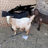 گوسفند بز فروش|حیوانات مزرعه|بیرجند, |دیوار