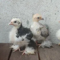 کوشین(جوجه کوشین مرغ و خروس مینیاتوری ست جاپنیز)|حیوانات مزرعه|گرگان, |دیوار