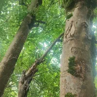 چوب تناژ بالا چکش خرده