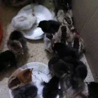 جوجه محلی نژاد دار