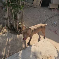 سگ پیت بول خط خونی|سگ|شهرضا, |دیوار