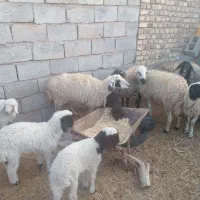 میش بره|حیوانات مزرعه|کشکوئیه, |دیوار