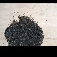 بذر پیاز سفید.سایروس.با ضمانت کتبی2500000|گل و گیاه طبیعی|شهرضا, |دیوار