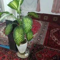 گل زیبا طبیعی ارگانیک