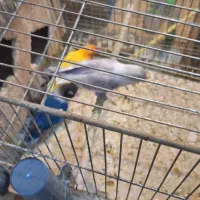 تعدادی کوتوله و فنچ|پرنده|اردکان, |دیوار