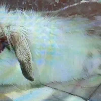 خرگوش لُپ|موش و خرگوش|قزوین, |دیوار