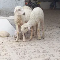 3تا بره ماده مخصوص داشت درخونه پرواری کبابی|حیوانات مزرعه|بندرعباس, |دیوار