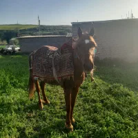یک عدد اسب سواری و باری