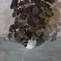 گله بزرگ و کوچک|گل و گیاه طبیعی|مسجد سلیمان, |دیوار