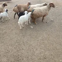 چهار عدد میش و بره|حیوانات مزرعه|ایلام, |دیوار