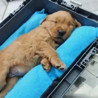 واگذاری توله گلدن  ماده رنگ دارچینی