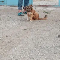 سگ پا کوتا