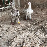کبوتر