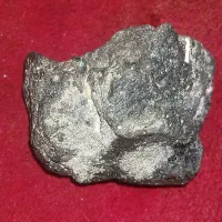 شجر دریایی ۲/۵ کیلویی بی نظیر