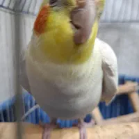 عروس هلندی لوتینو سخنگو نر