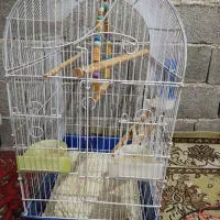 قفس طوطی