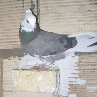 کفتر|پرنده|شاهینشهر, شهرک هشت بهشت|دیوار