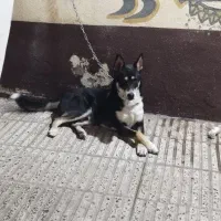 سگ هاسکی|سگ|گرگان, |دیوار