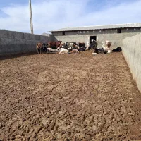 گوساله ماده چاق