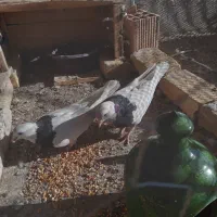 ۷ عدد کبوتر ۵عددطوقی ۲عدد دم سیاه ۲.۷۰۰.۰۰۰|پرنده|شهر بابک, |دیوار