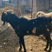 پازن دورگه/گاموری/ لیکک