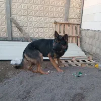 سگ گرگی ژرمن۱۳ ماهه نر جهت معاوضه|سگ|بندر انزلی, پیل علی باغ|دیوار