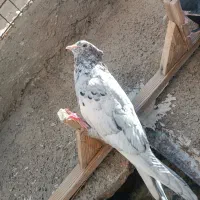 سرور بهبونی