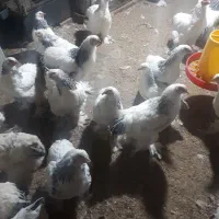 بهترین پرورش دهنده مرغ خروس برهما در اهر|حیوانات مزرعه|اهر, |دیوار