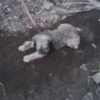 واگذاری سگ پاکوتاه سالم واکسن زده