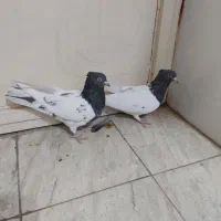 کبوتر کله ای|پرنده|لنجان, |دیوار