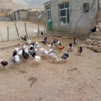 بوقلمون ۲۰ عدد